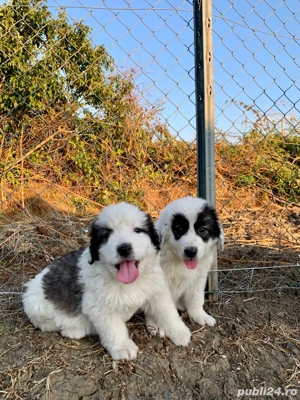 Pui Ciobanesc de Bucovina - imagine 2