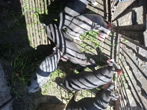 Purcei de vânzare  - imagine 4 Purcei de vânzare  - imagine 4