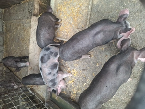 Purcei de vânzare  - imagine 3 Purcei de vânzare  - imagine 3