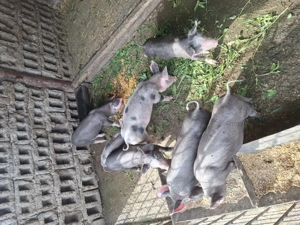 Purcei de vânzare  - imagine 3 Purcei de vânzare  - imagine 3