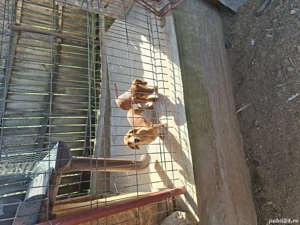 Pereche teckel - imagine 2 Pereche teckel - imagine 2