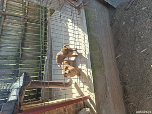 Pereche teckel - imagine 3 Pereche teckel - imagine 3