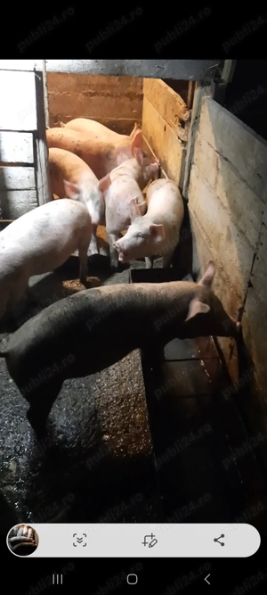 Grasuni 40 45 kg detali la  