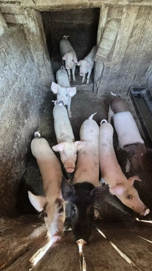 Vând purcei șoldani în INAND - BIHOR