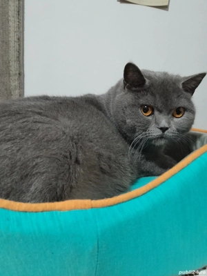 Pisoi british shorthair - imagine 2