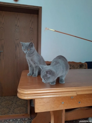 Pisoi british shorthair - imagine 4