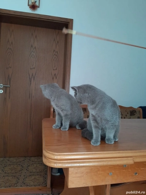 Pisoi british shorthair - imagine 3