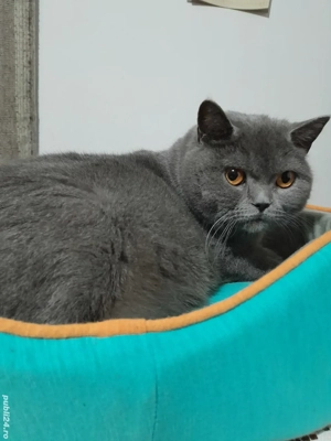 Pisoi british shorthair - imagine 2