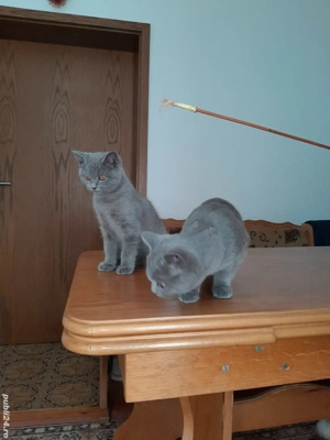 Pisoi british shorthair - imagine 4