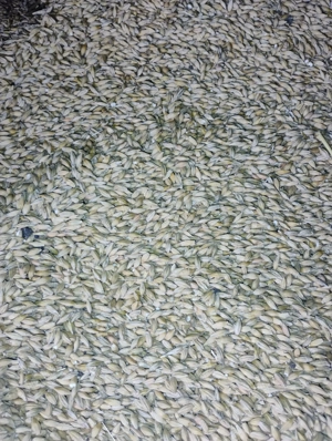 Vând orzoaică de primăvară 