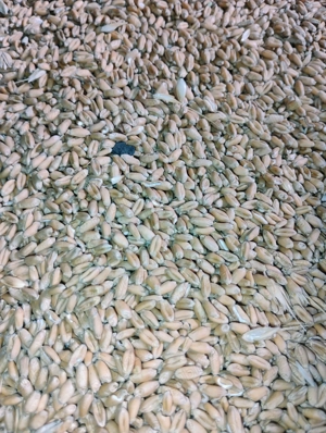 Vând grâu de toamnă 