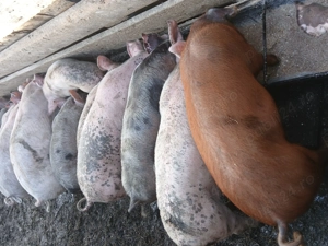 disponibili porci 8 11 săptămâni sau schimb - imagine 2