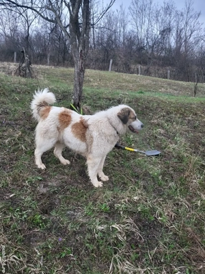 Ciobănesc pentru animale  - imagine 5