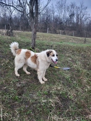 Ciobănesc pentru animale  - imagine 4