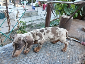  teckel fetite  arlechin  - imagine 5