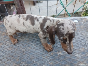  teckel fetite  arlechin  - imagine 3