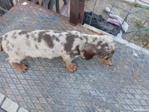 teckel fetite  arlechin