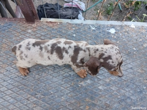  teckel fetite  arlechin  - imagine 4