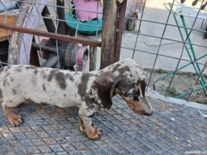  teckel fetite  arlechin  - imagine 2