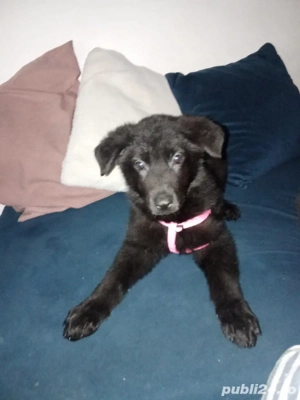 femela pui ciobanesc german 