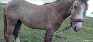 De dat Mânz și vițel - imagine 2 De dat Mânz și vițel - imagine 2