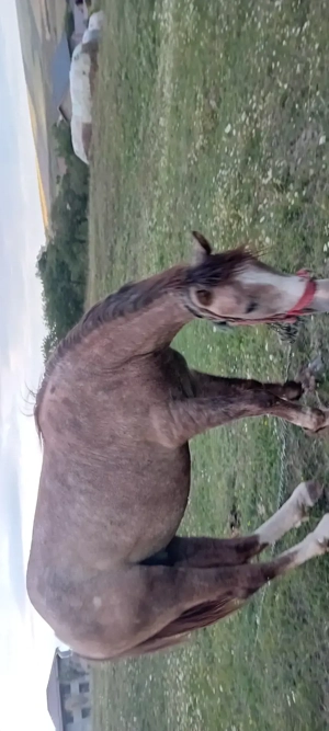 De dat Mânz și vițel