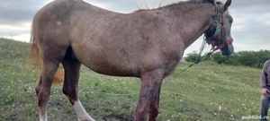 De dat Mânz și vițel - imagine 4 De dat Mânz și vițel - imagine 4