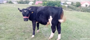 De dat Mânz și vițel - imagine 3 De dat Mânz și vițel - imagine 3