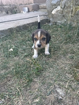 Puiuți beagle