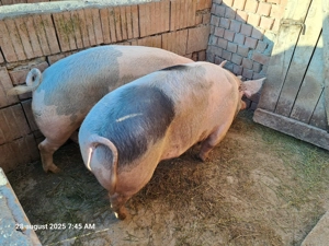 Porcii de vânzare  - imagine 2