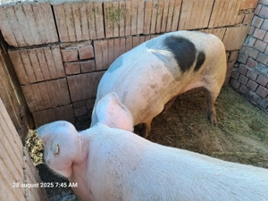 Porcii de vânzare  - imagine 3