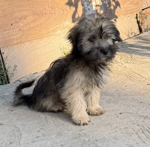 Bochoni 2  Metis cauta stapani  - imagine 2