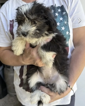 Bochoni 2  Metis cauta stapani 