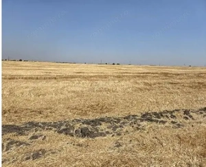 Teren extravilan Zimnicea cota parte 1/6 ID: R2688418 - imagine 5