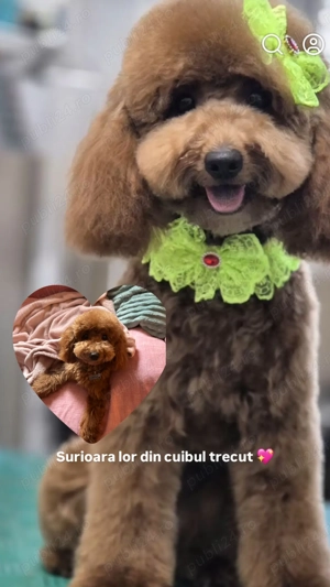 Caniche Pudel Roșu Roșcat Poodle - imagine 4