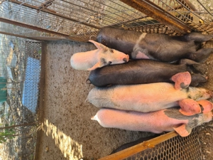 Vand purcei pietrean cu marele alb