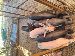 Vand purcei pietrean cu marele alb - imagine 4