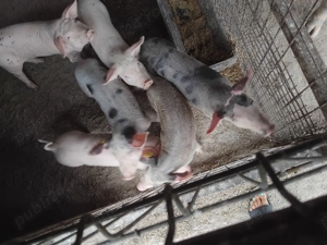 Vând purceii rasa pietrani 