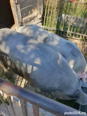 vand porc  - imagine 2