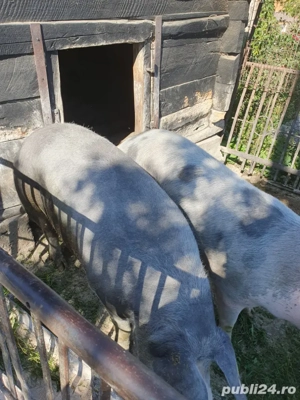 vand porc  - imagine 3