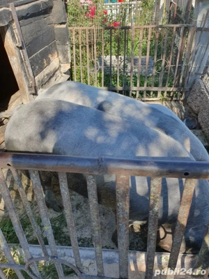 vand porc  - imagine 4