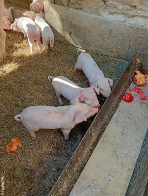 vand porci landrace  - imagine 2