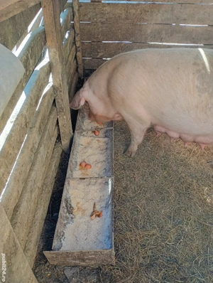 vand porci landrace  - imagine 5
