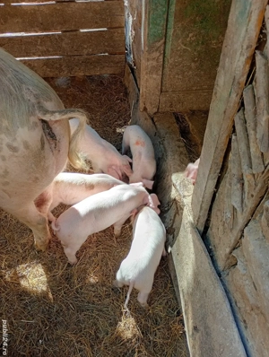 vand porci landrace  - imagine 3
