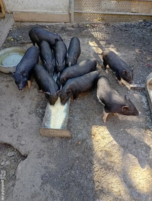 vând porci vietnamezi 