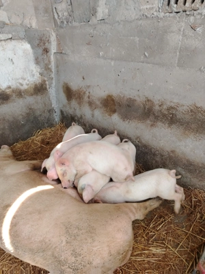 Purcei de 6 săptămâni îs căuta casa nou  - imagine 4