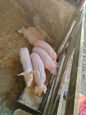 Purcei de 6 săptămâni îs căuta casa nou  - imagine 6