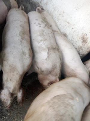 Porci de vanzare