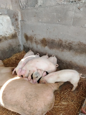 Purcei de 6 săptămâni îs căuta casa nou  - imagine 3