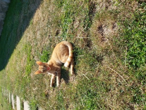 Donez pui de pisica! - imagine 2 Donez pui de pisica! - imagine 2